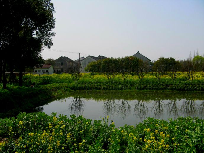 上海鄉(xiāng)村振興，建設(shè)美麗綠色幸?！叭龍@”