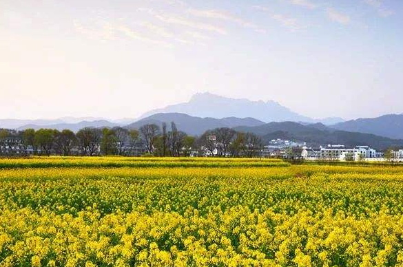 安慶潛山：突出個性特色，推動鄉(xiāng)村振興